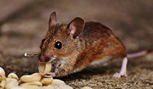 24 Hour & Emergency Exterminators in Chesterfld, VA